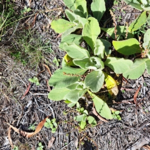 Verbascum thapsus subsp. thapsus at Mount Majura - 22 Apr 2024 12:07 PM