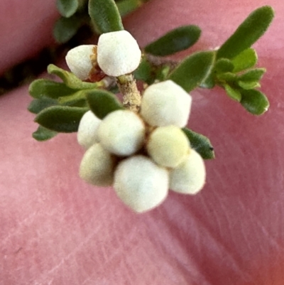 Cryptandra ericoides (Heathy Cryptandra) at Morton National Park - 21 Apr 2024 by lbradley