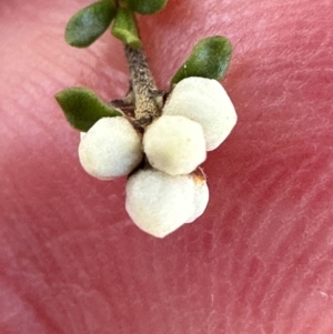 Cryptandra ericoides at Morton National Park - 21 Apr 2024