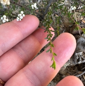 Cryptandra ericoides at Morton National Park - 21 Apr 2024