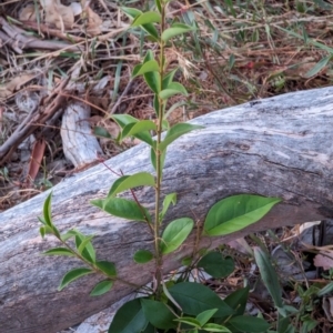 Ligustrum lucidum at Watson Woodlands - 20 Apr 2024 05:40 PM