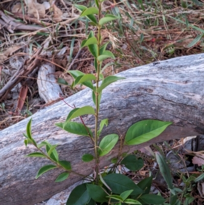 Ligustrum lucidum (Large-leaved Privet) at Watson Woodlands - 20 Apr 2024 by AniseStar