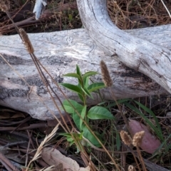 Ligustrum lucidum at Watson Woodlands - 20 Apr 2024 05:40 PM