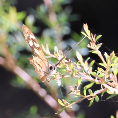 Unidentified Nymph (Nymphalidae) at Moruya, NSW - 22 Apr 2024 by LisaH