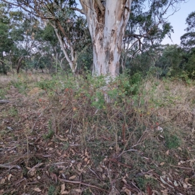 Rosa sp. (A Wild Rose) at Watson, ACT - 20 Apr 2024 by AniseStar