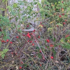 Rosa sp. at Watson Woodlands - 20 Apr 2024