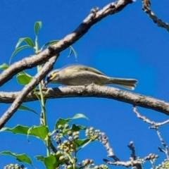 Caligavis chrysops (Yellow-faced Honeyeater) at QPRC LGA - 22 Apr 2024 by clarehoneydove