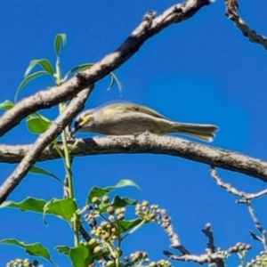 Caligavis chrysops at QPRC LGA - 22 Apr 2024