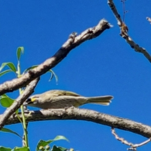 Caligavis chrysops at QPRC LGA - 22 Apr 2024