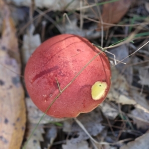 Bolete sp. at Moruya, NSW - suppressed