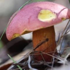 Bolete sp. at Moruya, NSW - 22 Apr 2024