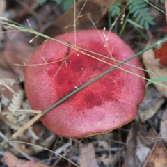 Bolete sp. at Moruya, NSW - suppressed