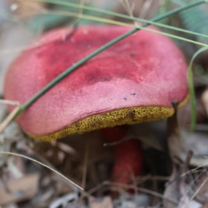 Bolete sp. at Moruya, NSW - suppressed