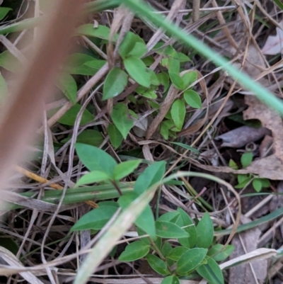 Ligustrum lucidum (Large-leaved Privet) at Watson Woodlands - 20 Apr 2024 by AniseStar