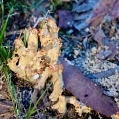 Unidentified Fungus at Broulee Moruya Nature Observation Area - 22 Apr 2024 by LisaH