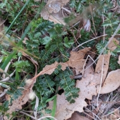 Acaena (genus) (A Sheep's Burr) at Watson Woodlands - 20 Apr 2024 by AniseStar