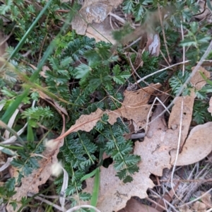 Acaena (genus) at Watson Woodlands - 20 Apr 2024