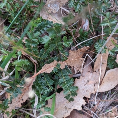 Acaena (genus) (A Sheep's Burr) at Watson Woodlands - 20 Apr 2024 by AniseStar