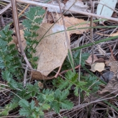 Acaena (genus) at Watson Woodlands - 20 Apr 2024