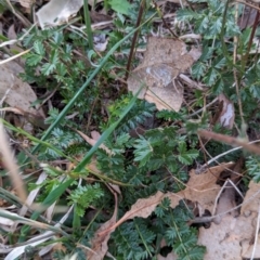 Acaena (genus) at Watson Woodlands - 20 Apr 2024