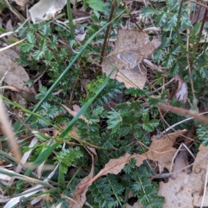 Acaena (genus) at Watson Woodlands - 20 Apr 2024