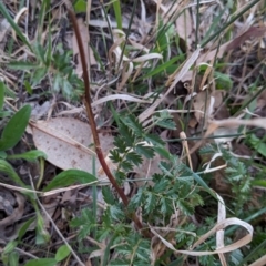 Acaena (genus) at Watson Woodlands - 20 Apr 2024