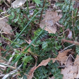 Acaena (genus) at Watson Woodlands - 20 Apr 2024