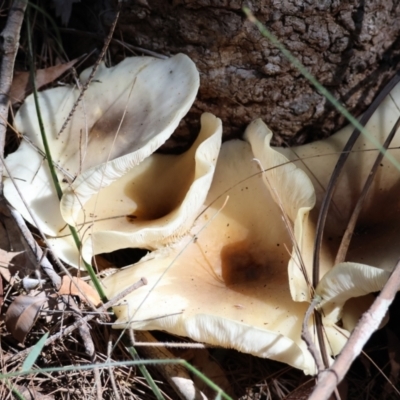 Omphalotus nidiformis (Ghost Fungus) at Broulee Moruya Nature Observation Area - 22 Apr 2024 by LisaH