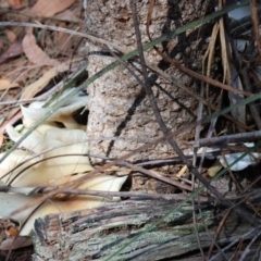 Omphalotus nidiformis at Moruya, NSW - suppressed