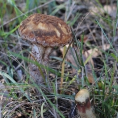 Unidentified Fungus at Moruya, NSW - 22 Apr 2024 by LisaH