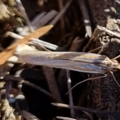 Hednota (genus) (A Crambid Snout Moth) at suppressed - 21 Apr 2024 by clarehoneydove