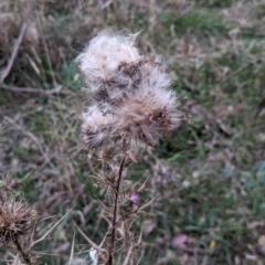 Cirsium vulgare (Spear Thistle) at Watson, ACT - 20 Apr 2024 by AniseStar