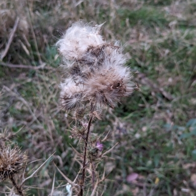 Cirsium vulgare (Spear Thistle) at Watson Woodlands - 20 Apr 2024 by AniseStar