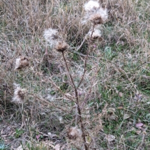 Cirsium vulgare at Watson Woodlands - 20 Apr 2024 05:33 PM