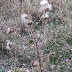Cirsium vulgare at Watson Woodlands - 20 Apr 2024