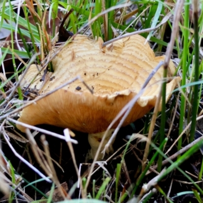 Unidentified Fungus at Broulee Moruya Nature Observation Area - 22 Apr 2024 by LisaH