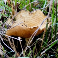 Unidentified Fungus at Moruya, NSW - 22 Apr 2024 by LisaH