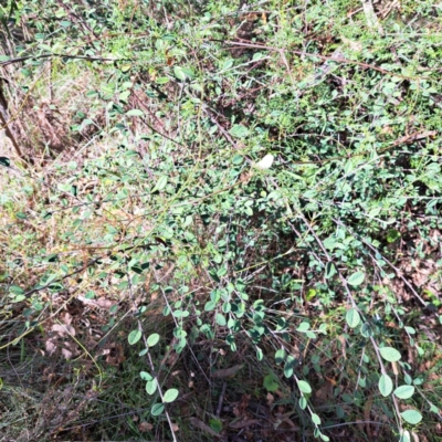 Cotoneaster (genus) (Cotoneaster) at Mount Majura - 22 Apr 2024 by abread111