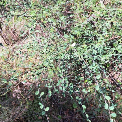 Cotoneaster sp. (Cotoneaster) at Mount Majura - 22 Apr 2024 by abread111