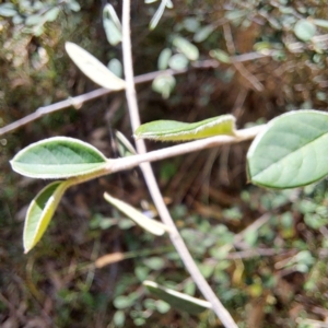 Cotoneaster sp. at Mount Majura - 22 Apr 2024 12:00 PM