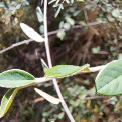 Cotoneaster sp. at Mount Majura - 22 Apr 2024 12:00 PM