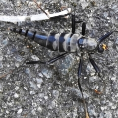 Boreoides subulatus (Wingless Soldier Fly) at Tidbinbilla Nature Reserve - 20 Apr 2024 by JohnBundock