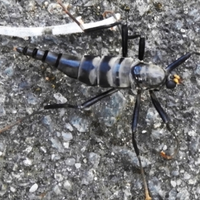 Unidentified Other true fly at Paddys River, ACT - 20 Apr 2024 by JohnBundock