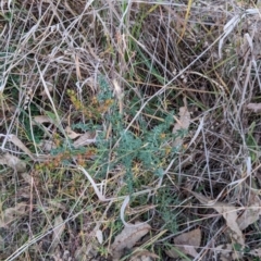 Hypericum perforatum (St John's Wort) at Watson, ACT - 20 Apr 2024 by AniseStar