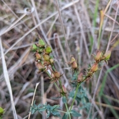 Hypericum perforatum at Watson, ACT - 20 Apr 2024