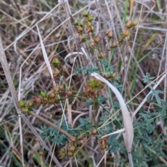 Hypericum perforatum at Watson, ACT - 20 Apr 2024