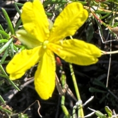 Hibbertia acicularis (Prickly Guinea-flower) at Morton National Park - 21 Apr 2024 by lbradleyKV