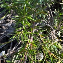 Hibbertia acicularis at Moollattoo, NSW - 21 Apr 2024