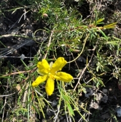Hibbertia acicularis at Moollattoo, NSW - 21 Apr 2024 02:52 PM
