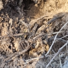 Tasmanicosa sp. (genus) at QPRC LGA - 20 Apr 2024